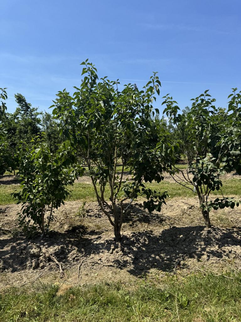 Syringa vulgaris 'Michel Buchner'