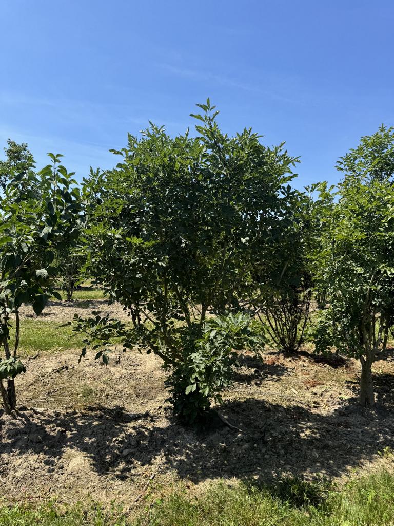 Fraxinus ornus