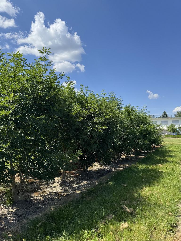 Fraxinus ornus