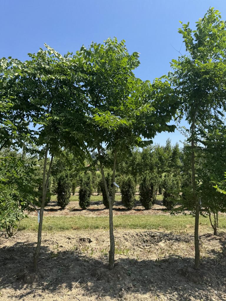 Gymnocladus dioica