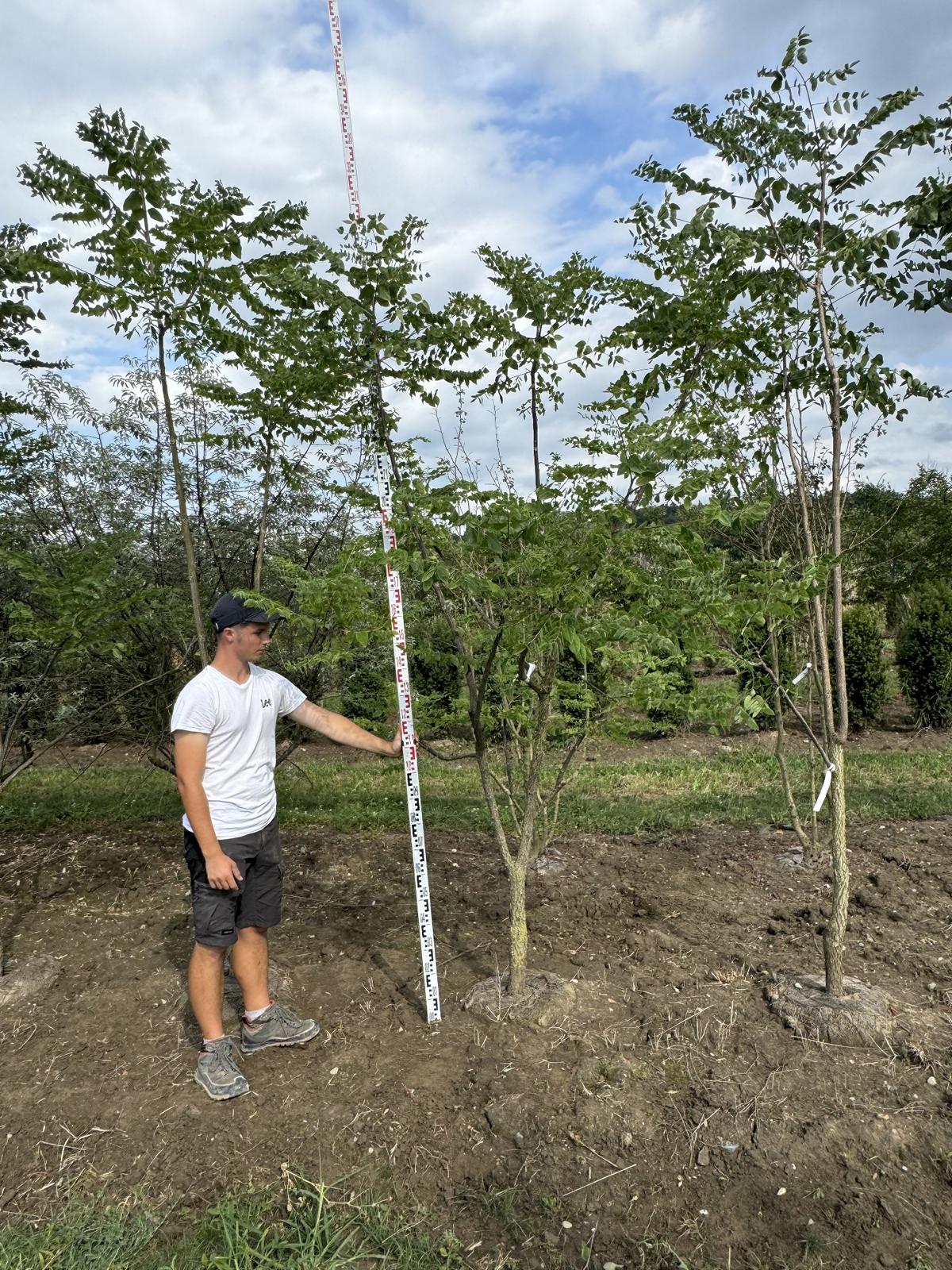 Gymnocladus dioica