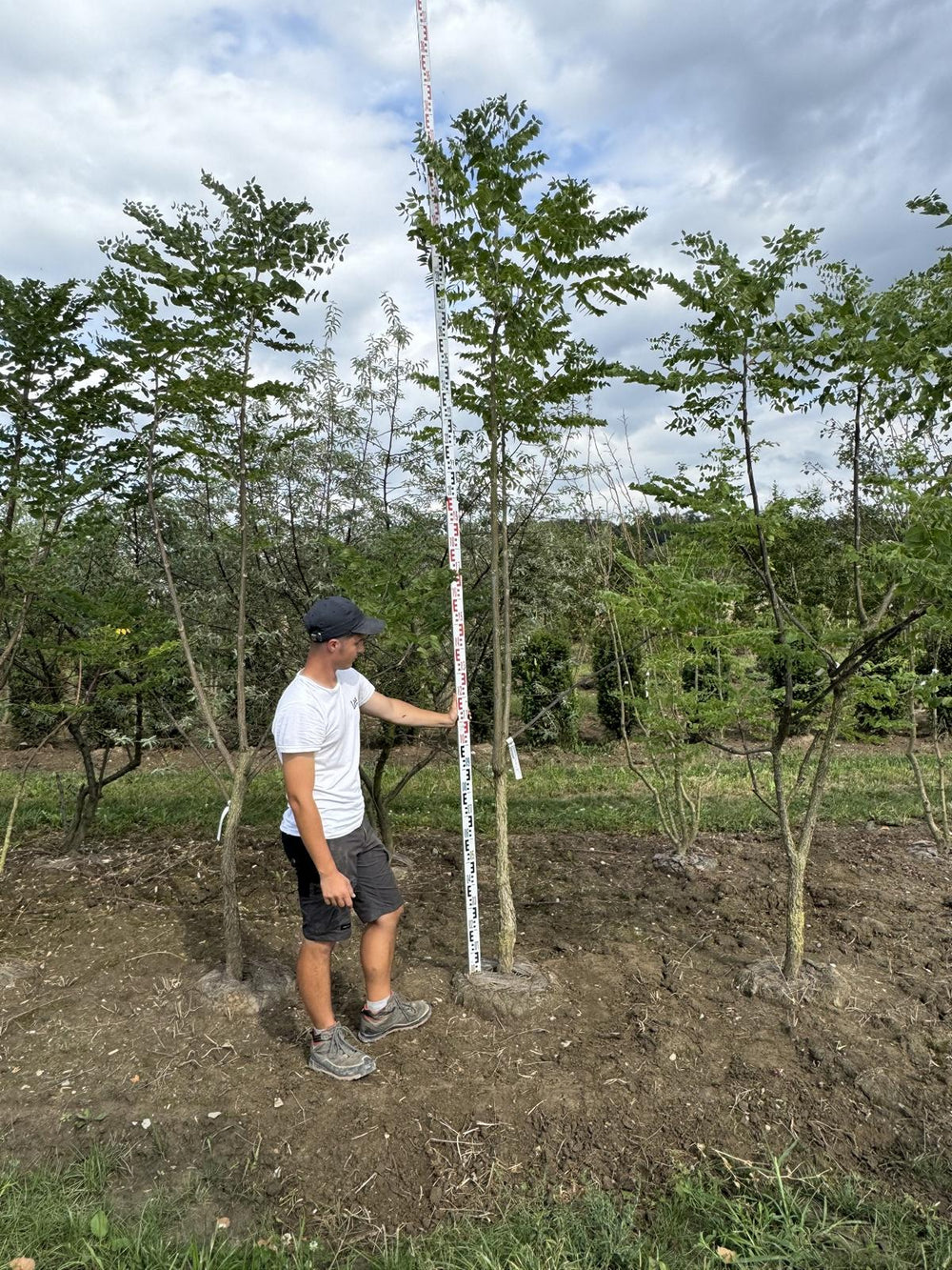 Gymnocladus dioica