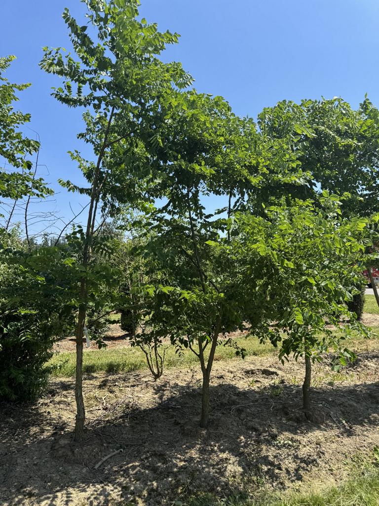 Gymnocladus dioica