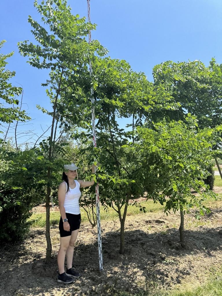 Gymnocladus dioica