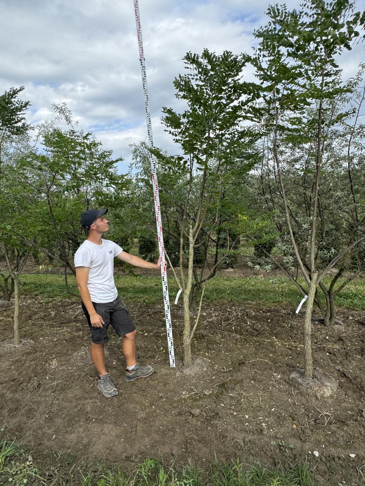 Gymnocladus dioica