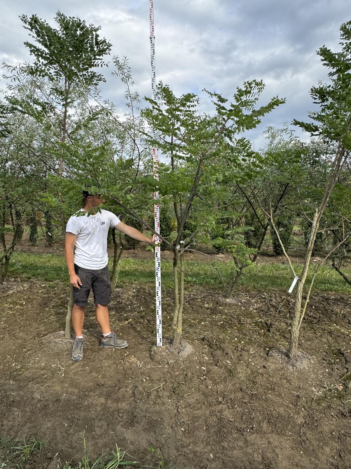 Gymnocladus dioica