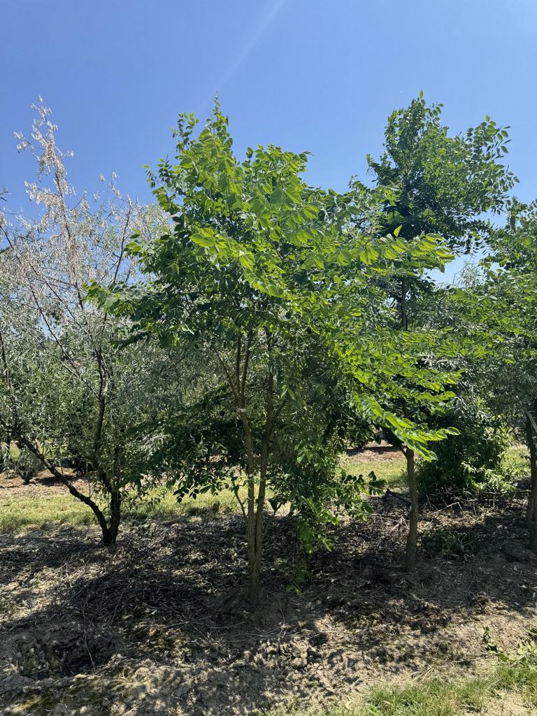 Gymnocladus dioica