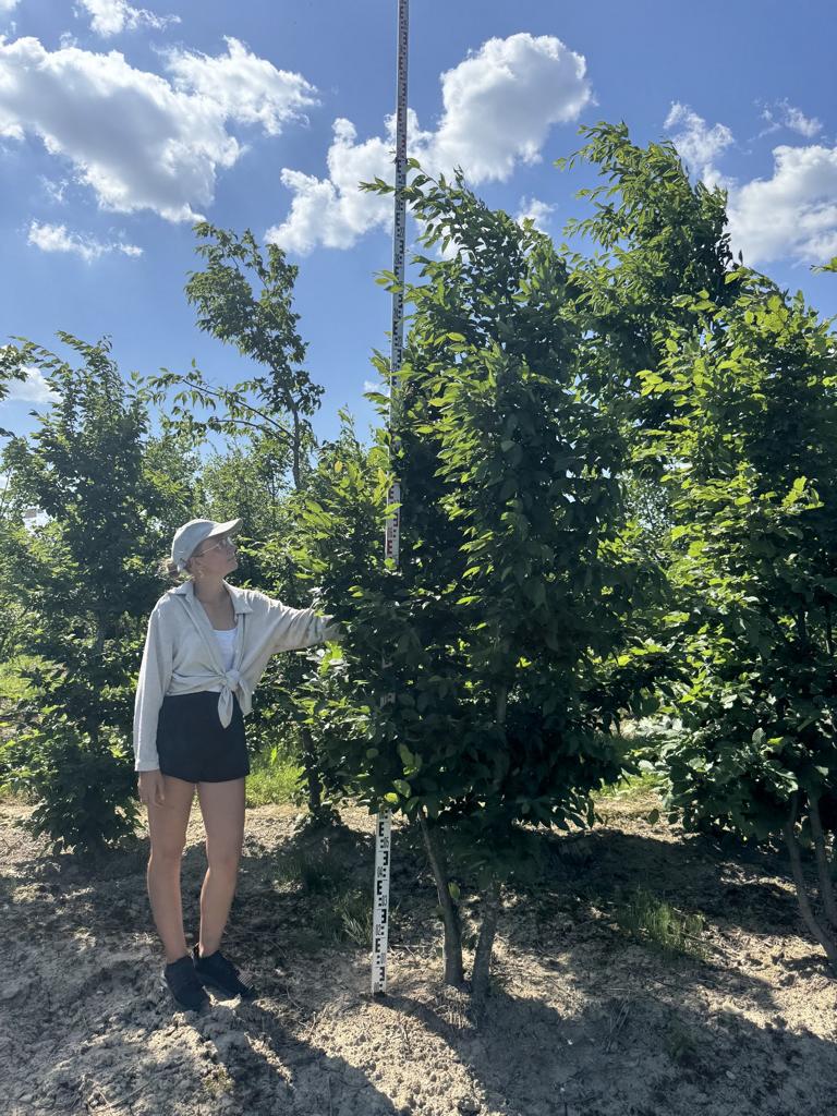 Carpinus betulus