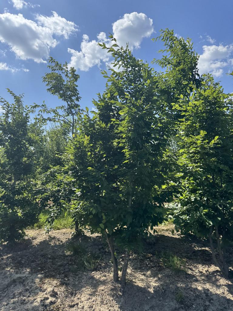Carpinus betulus
