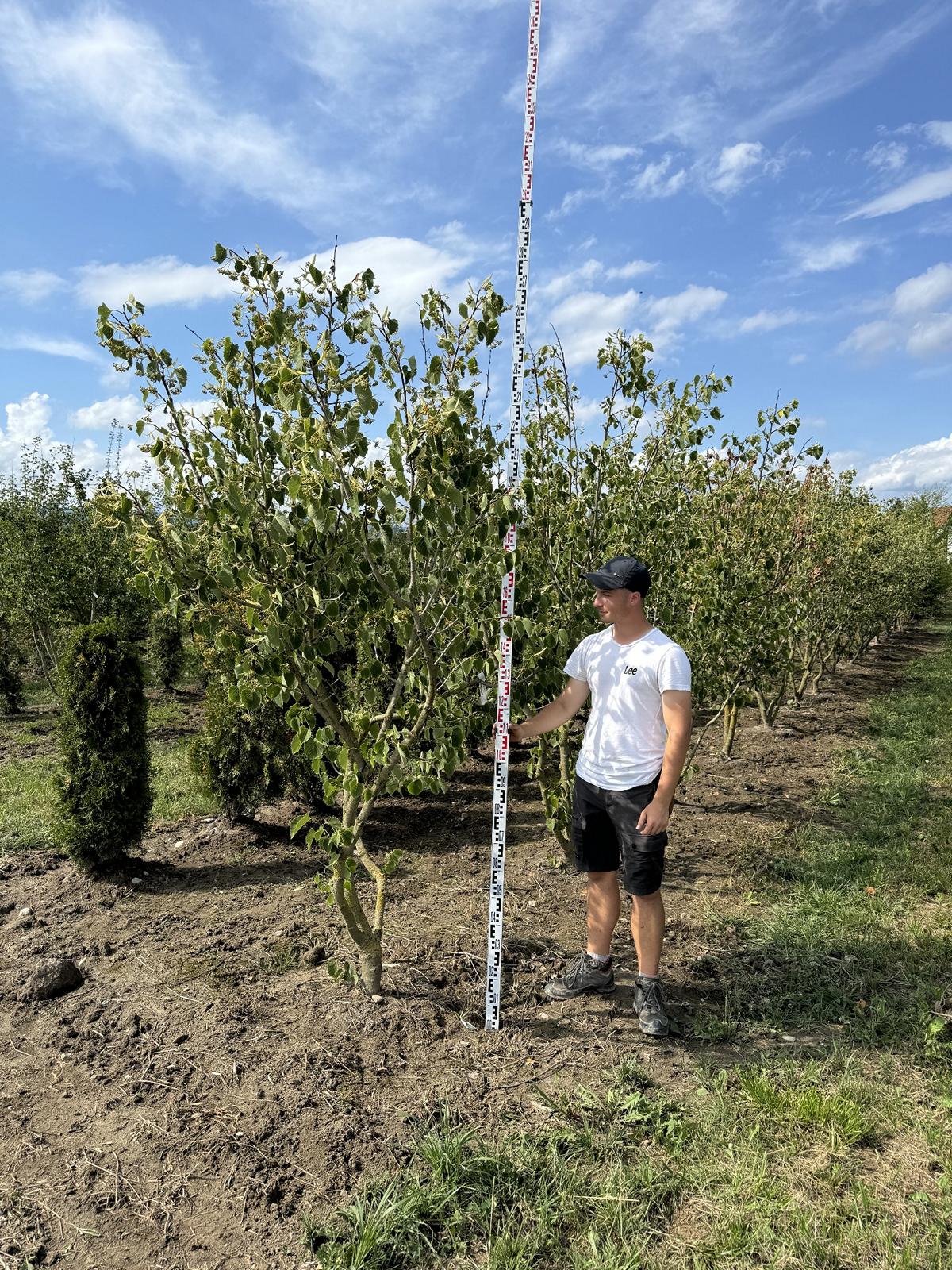 Tilia henryana