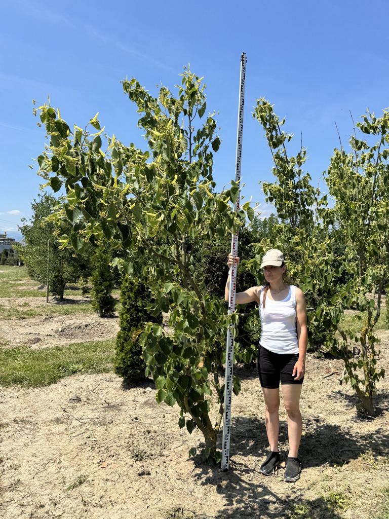 Tilia henryana