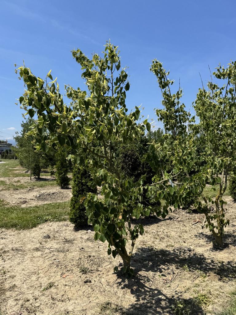 Tilia henryana