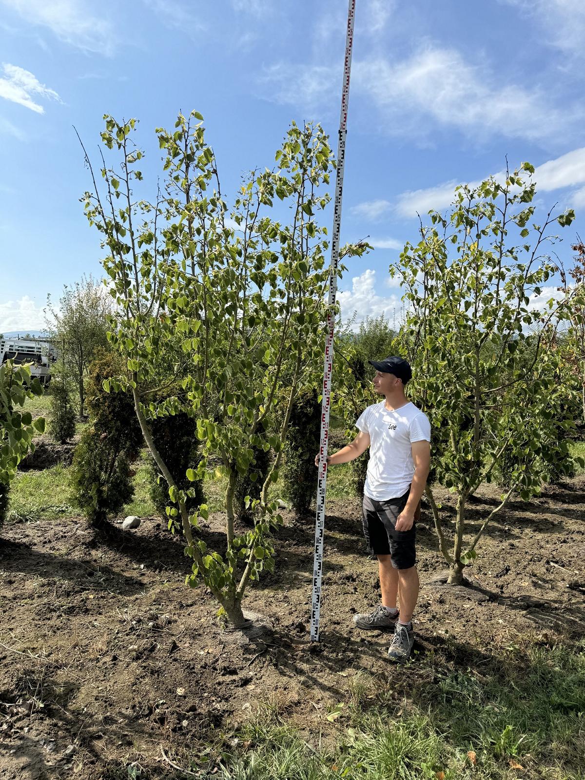 Tilia henryana