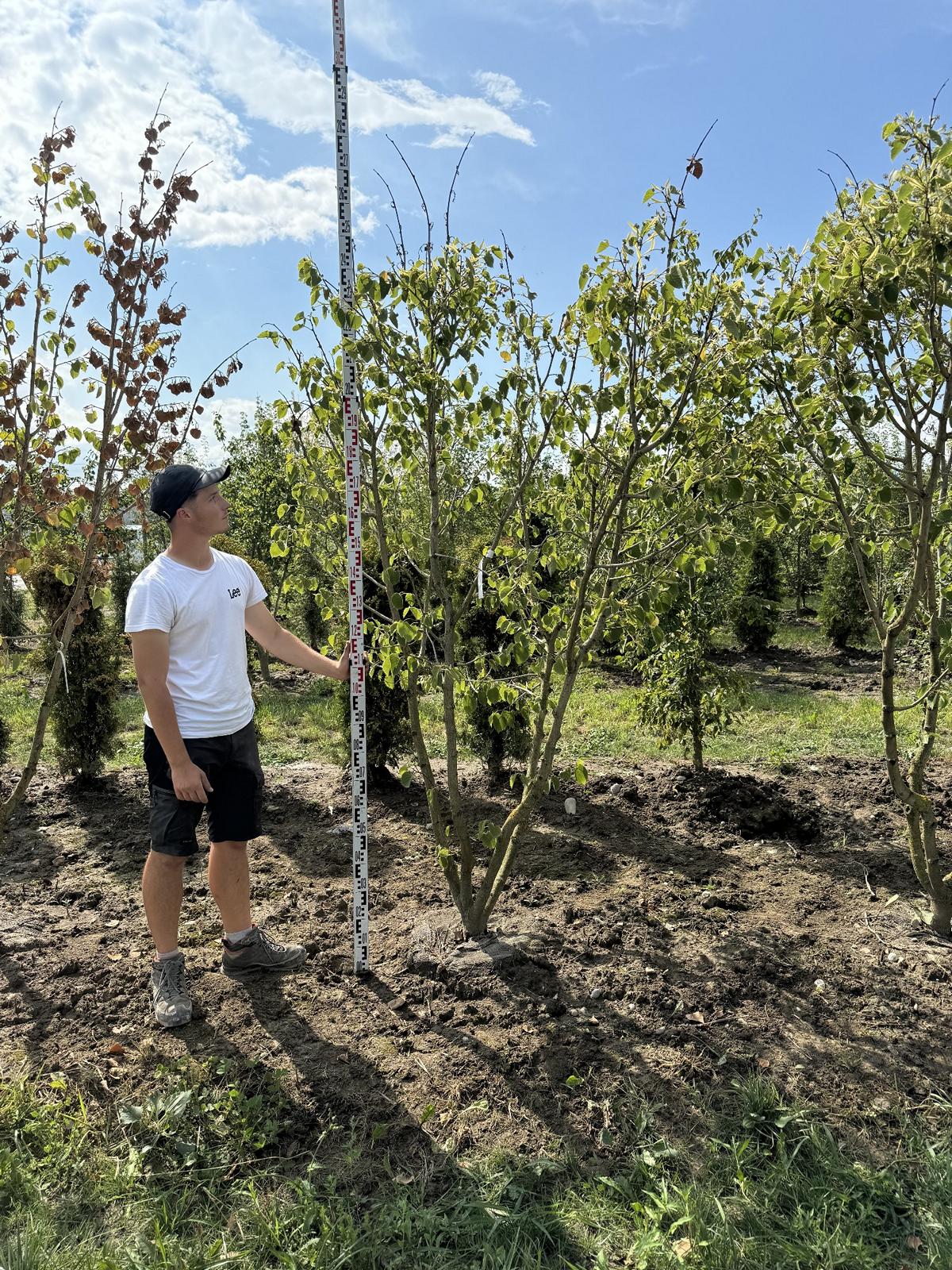 Tilia henryana