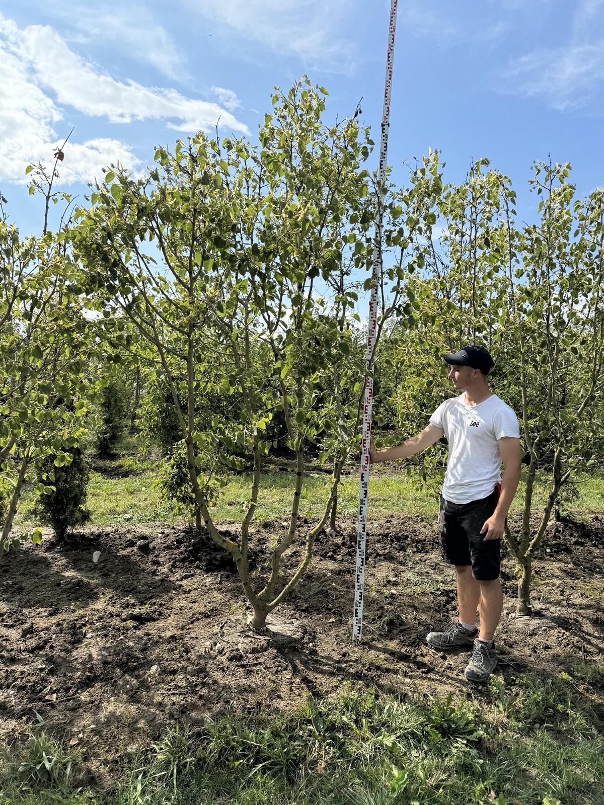 Tilia henryana