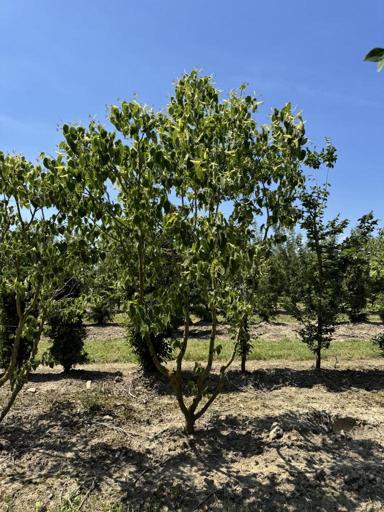 Tilia henryana