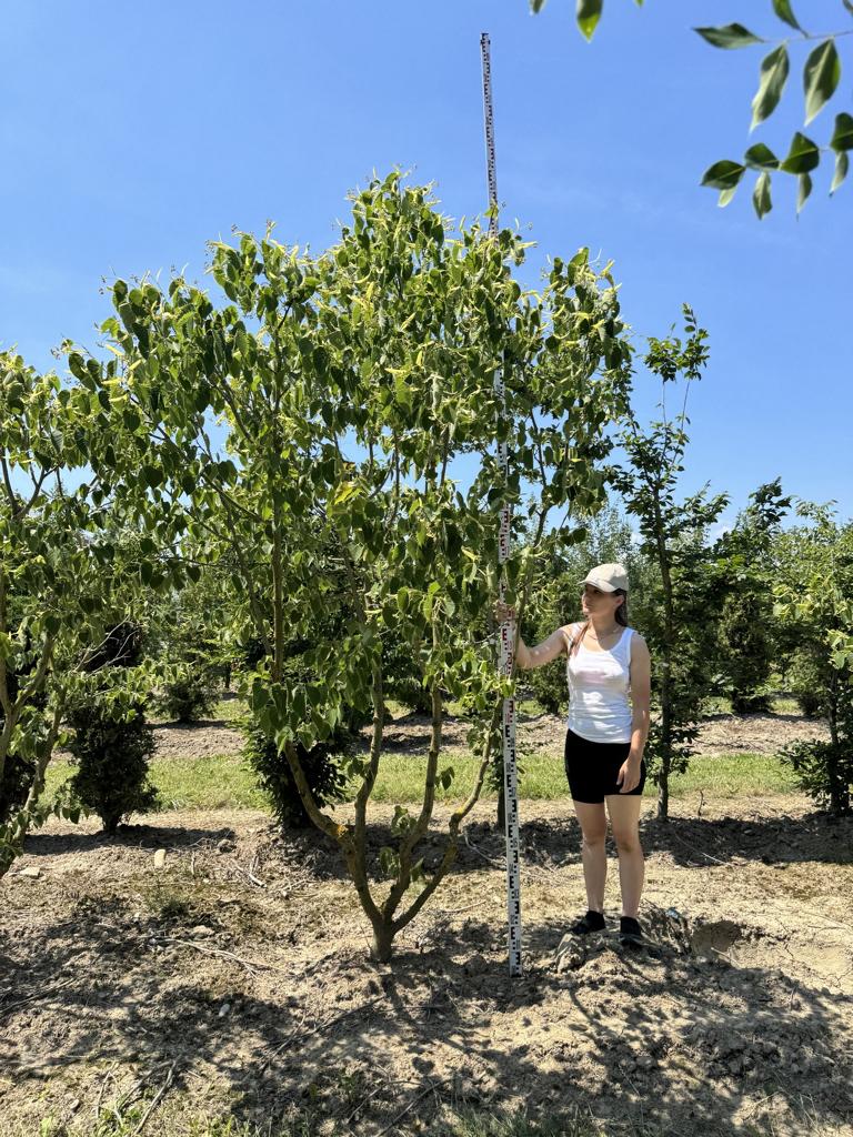 Tilia henryana