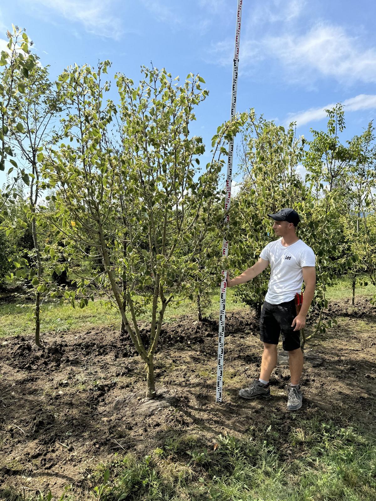 Tilia henryana