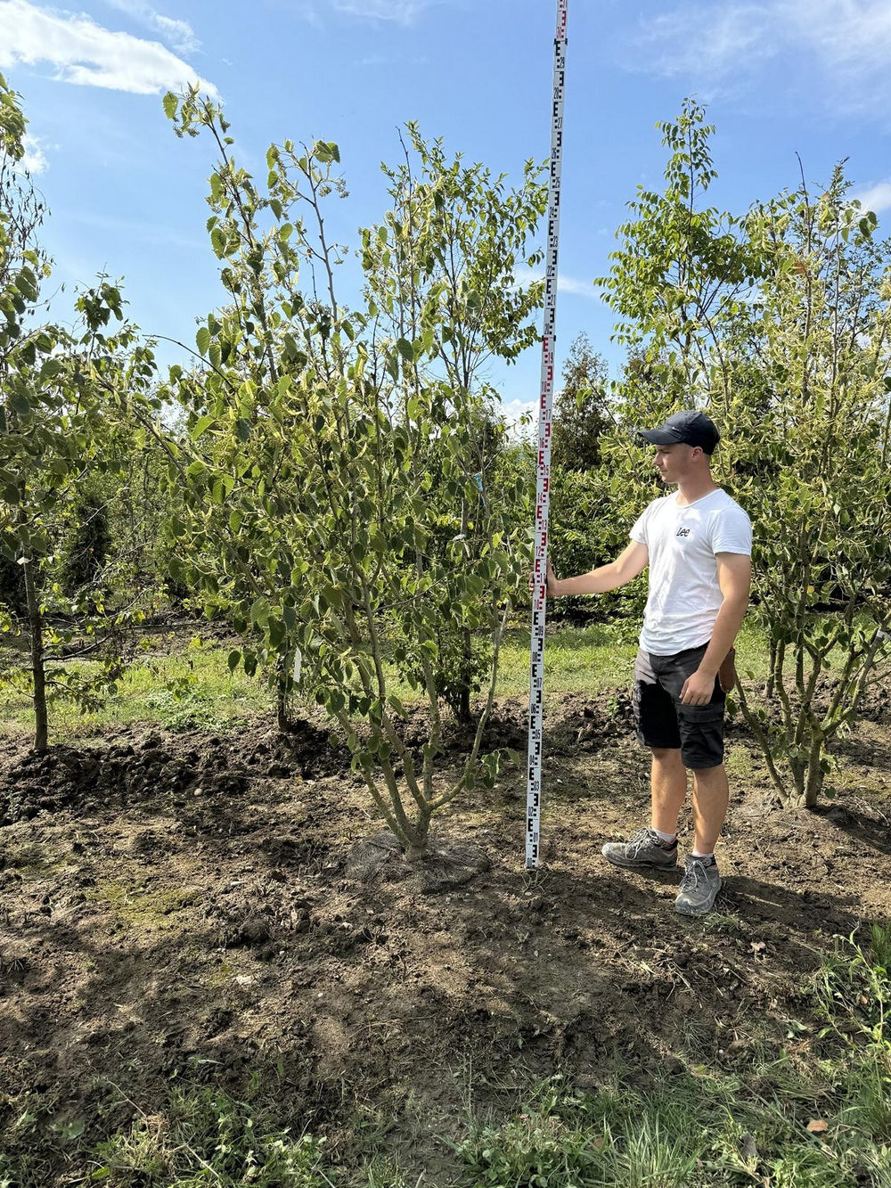 Tilia henryana