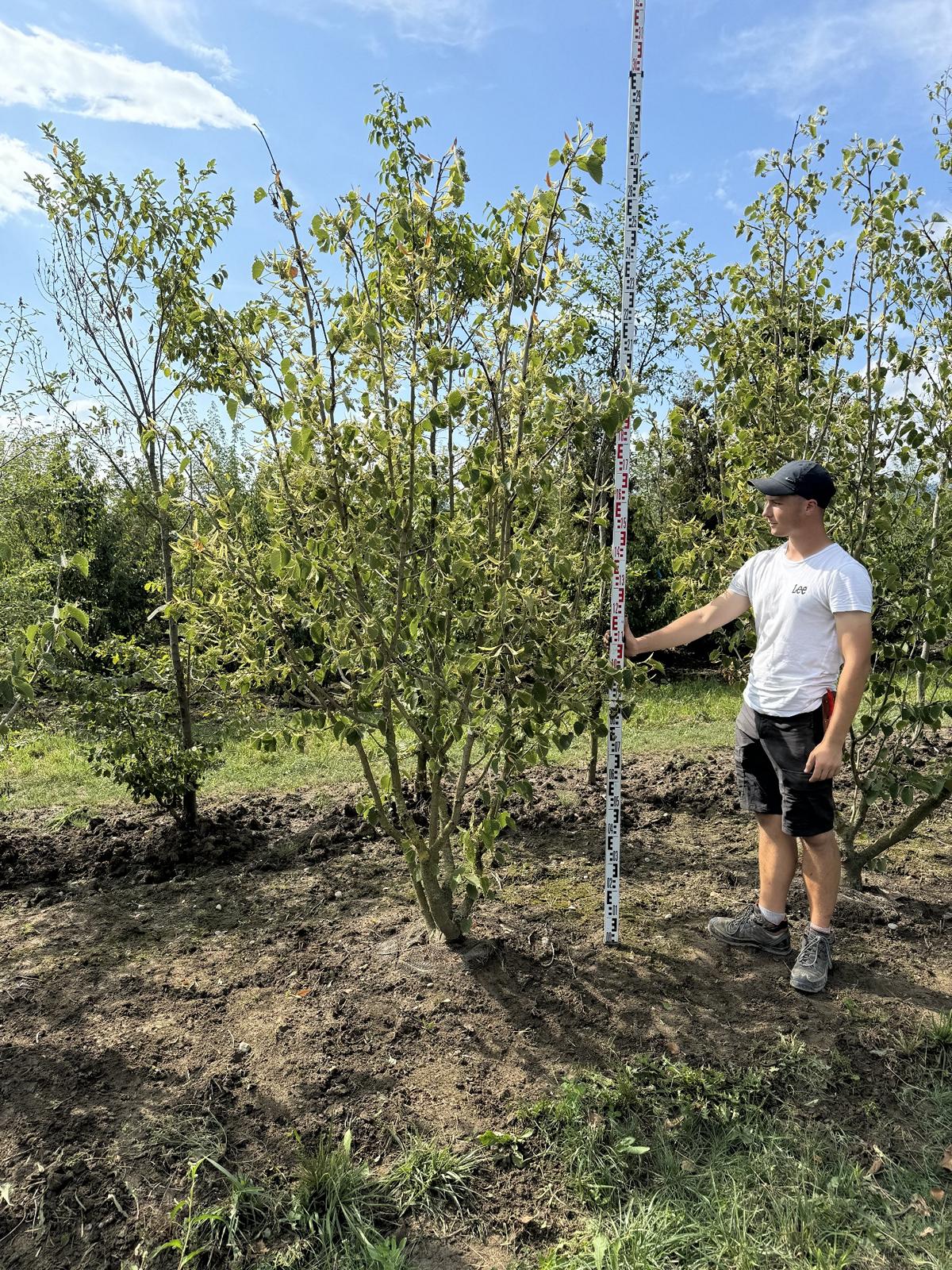 Tilia henryana