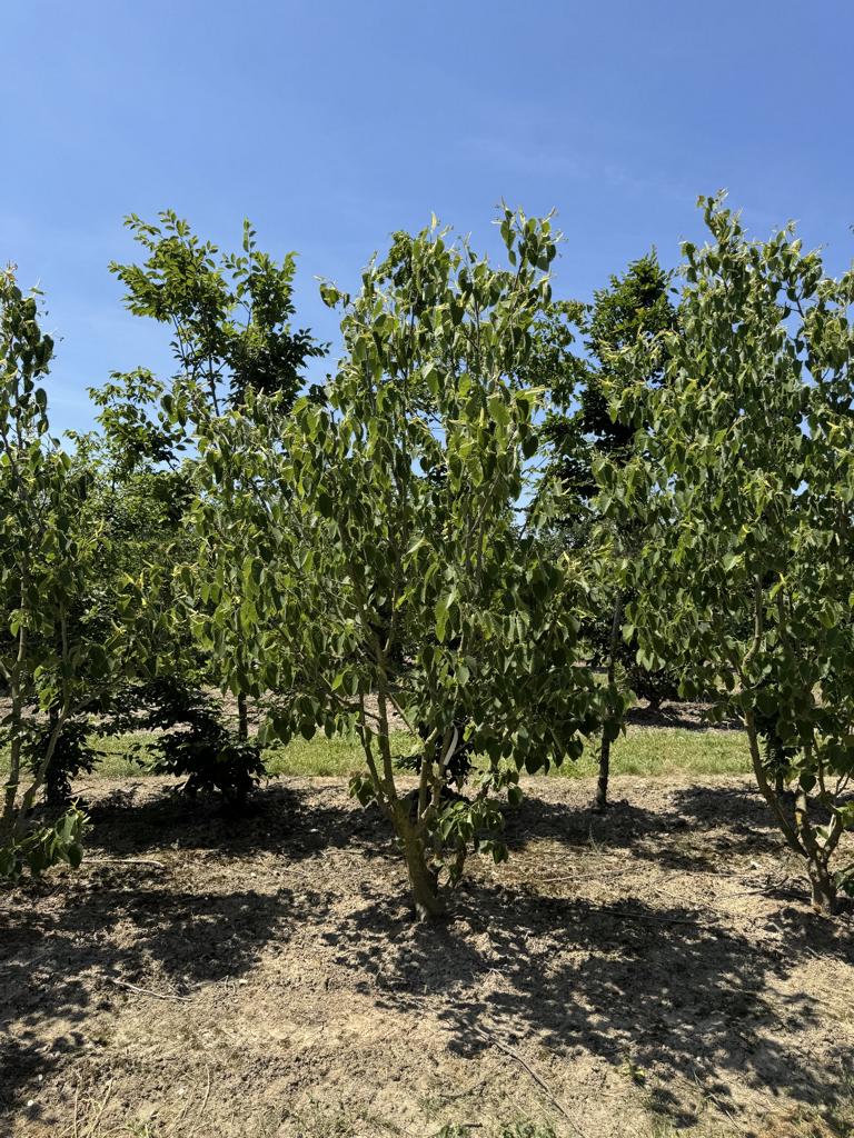 Tilia henryana