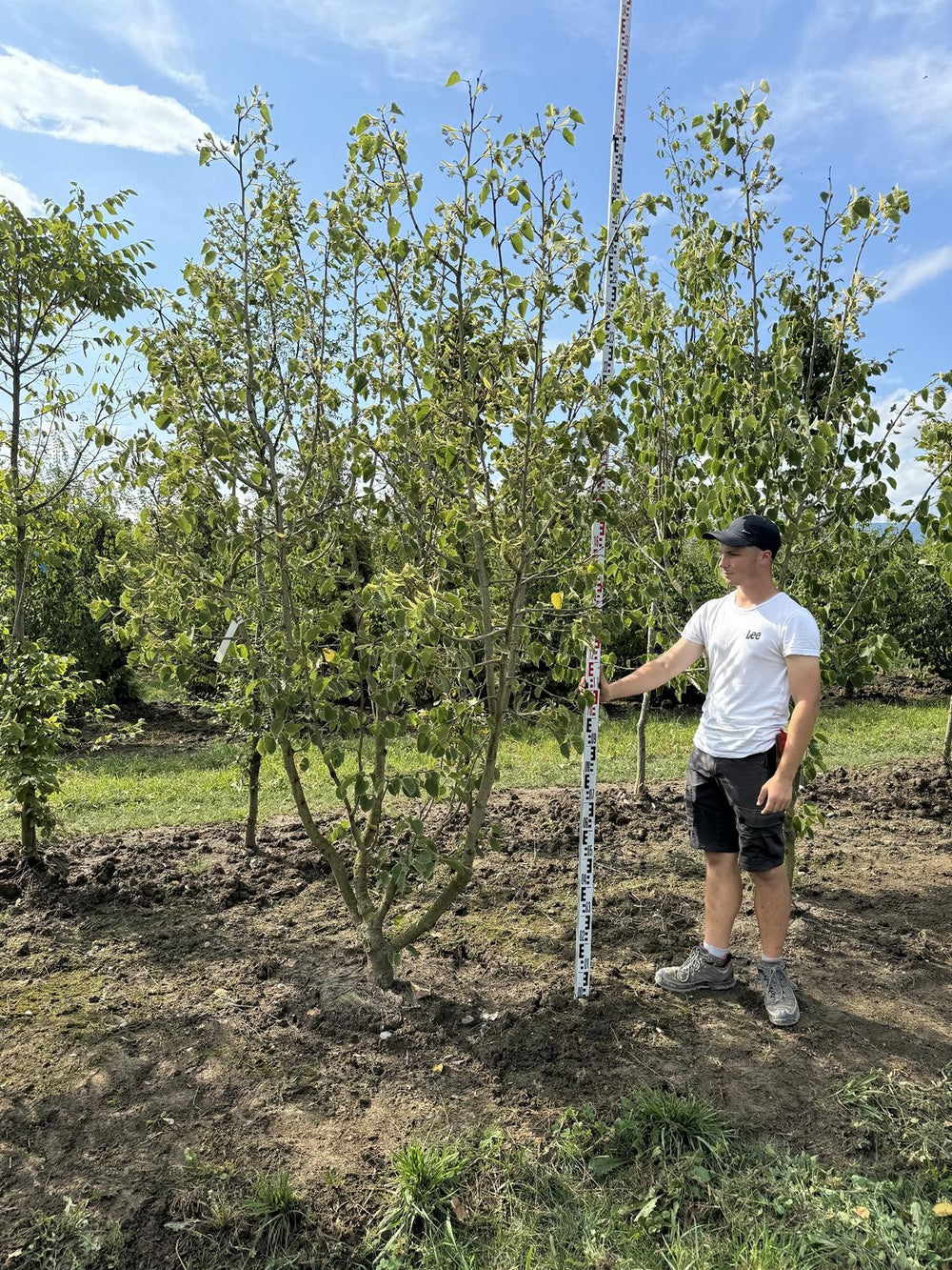 Tilia henryana