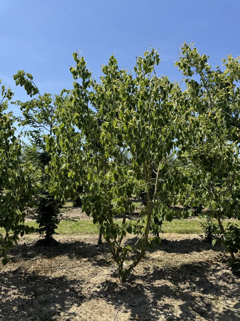 Tilia henryana