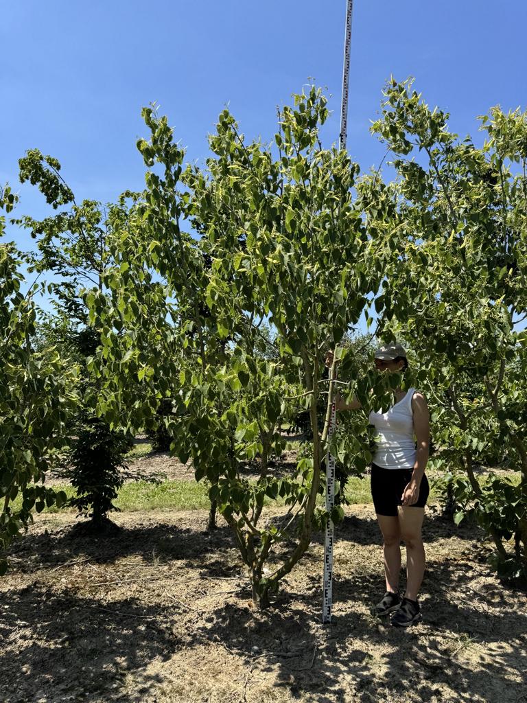 Tilia henryana