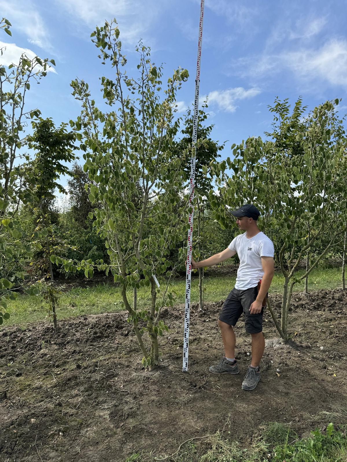 Tilia henryana