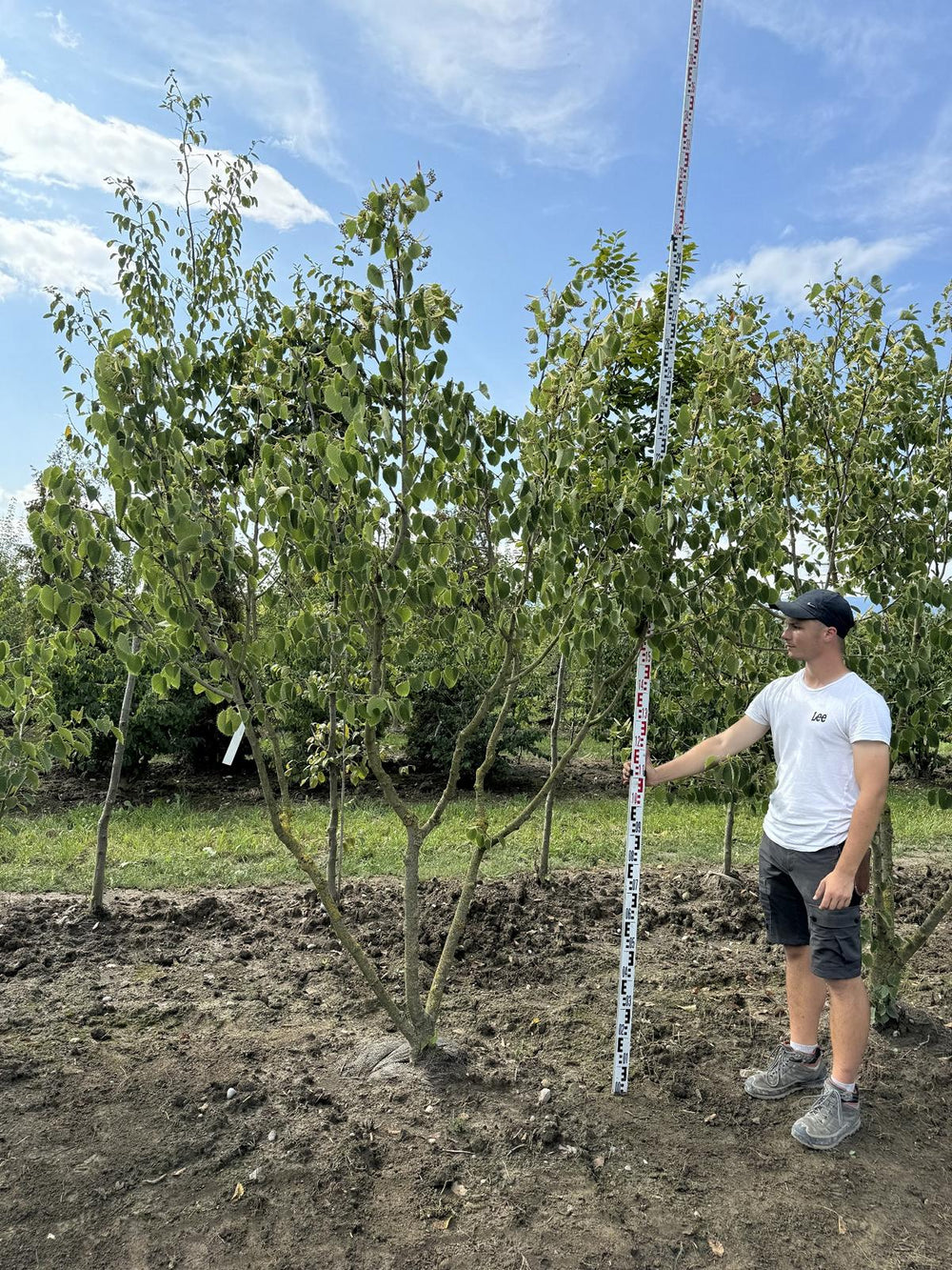 Tilia henryana