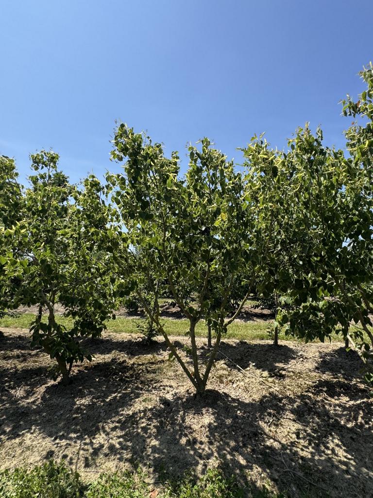 Tilia henryana