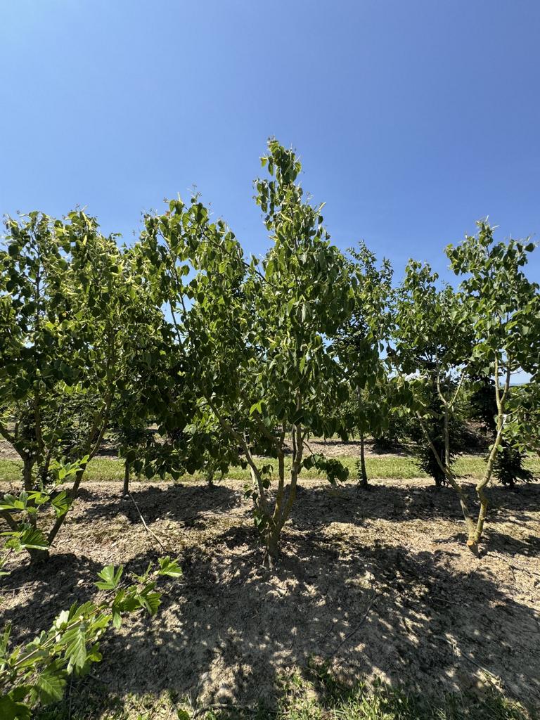 Tilia henryana
