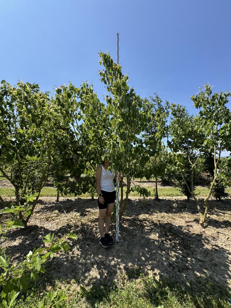 Tilia henryana