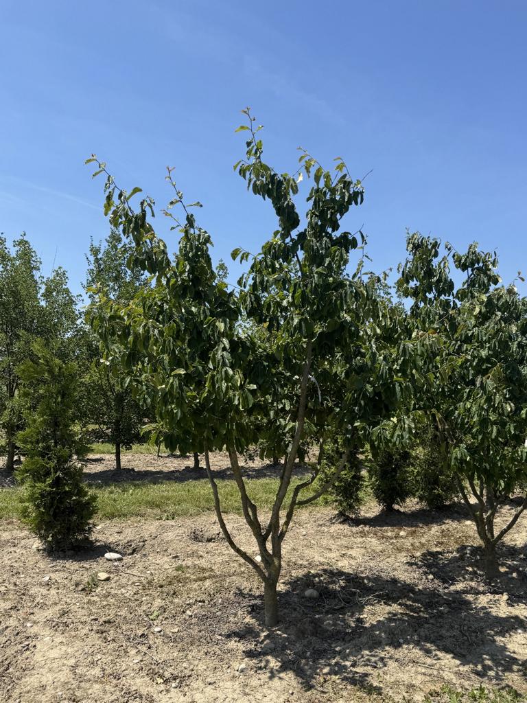 Thuja occidentalis 'Fastigiata'