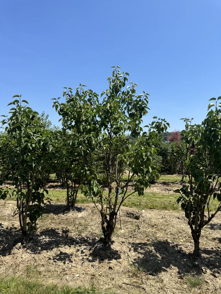 Syringa vulgaris 'Mme Lemoine'