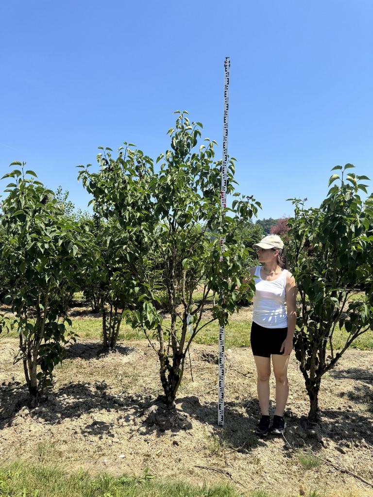 Syringa vulgaris 'Mme Lemoine'