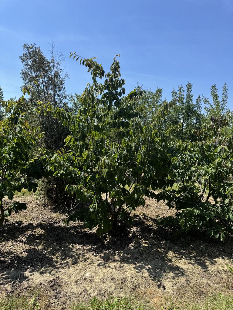 Parrotia persica
