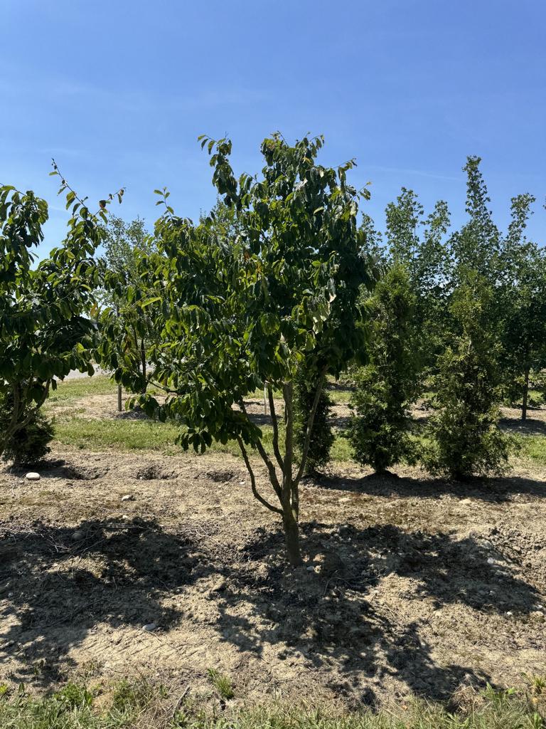 Parrotia persica