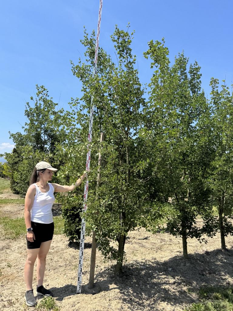 Acer monspessulanum