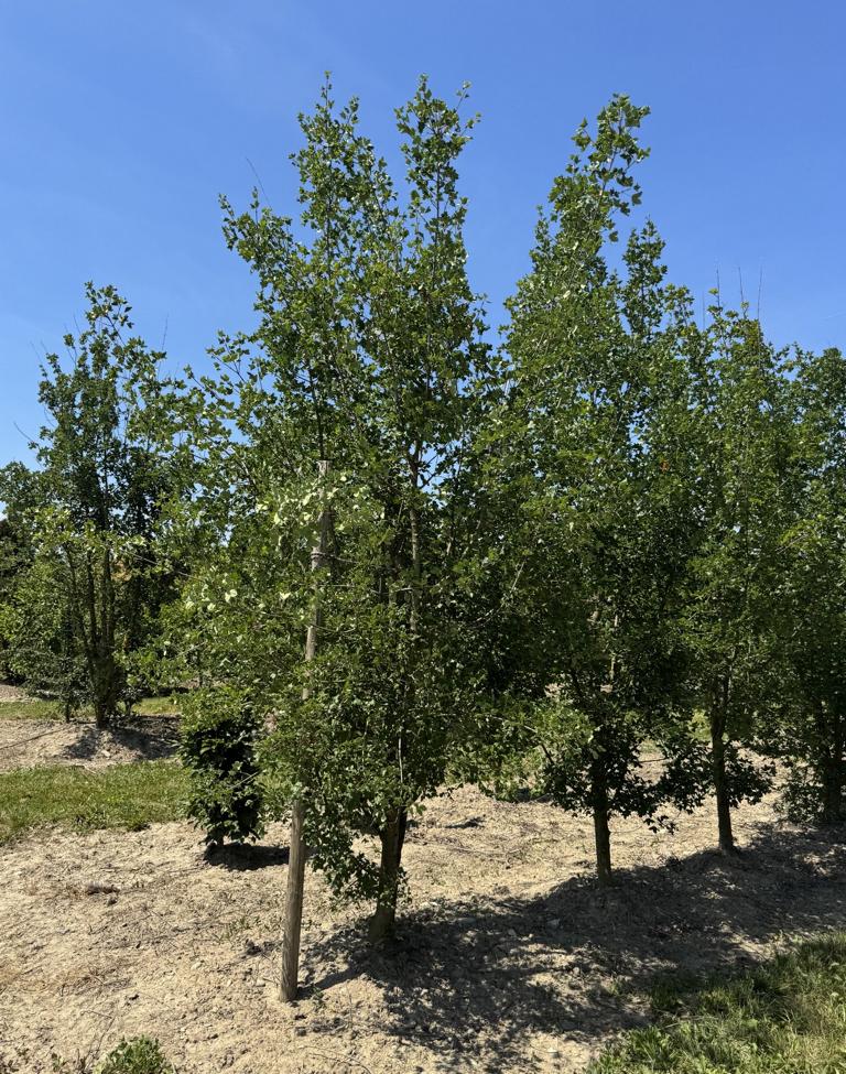 Acer monspessulanum