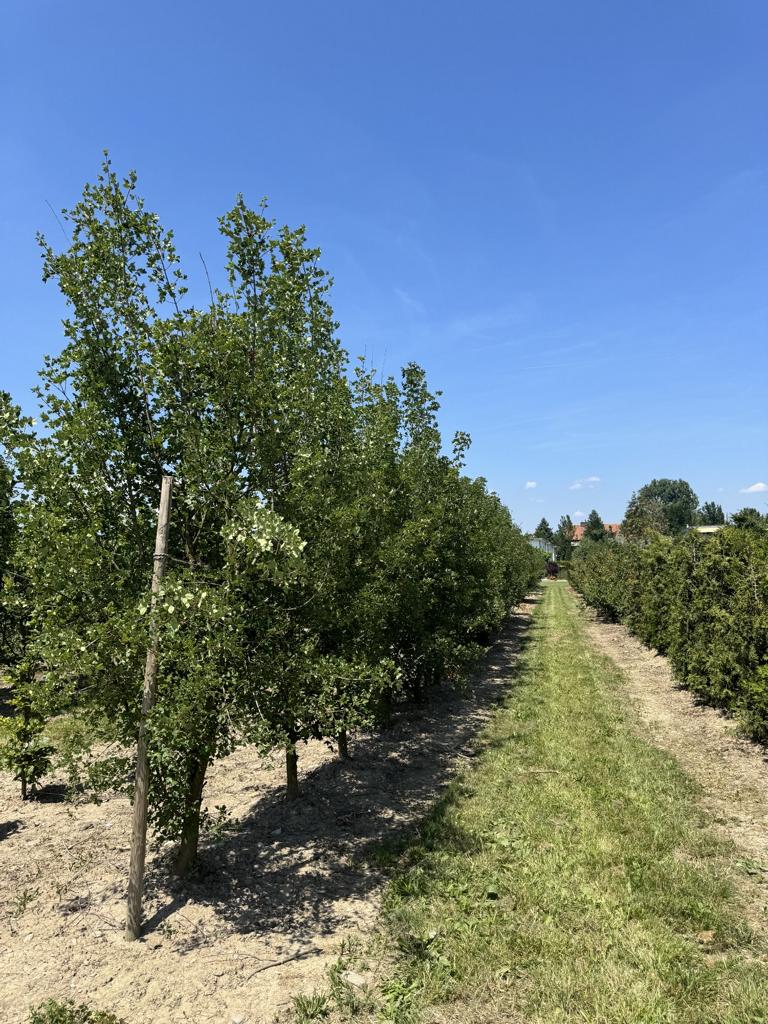 Acer monspessulanum