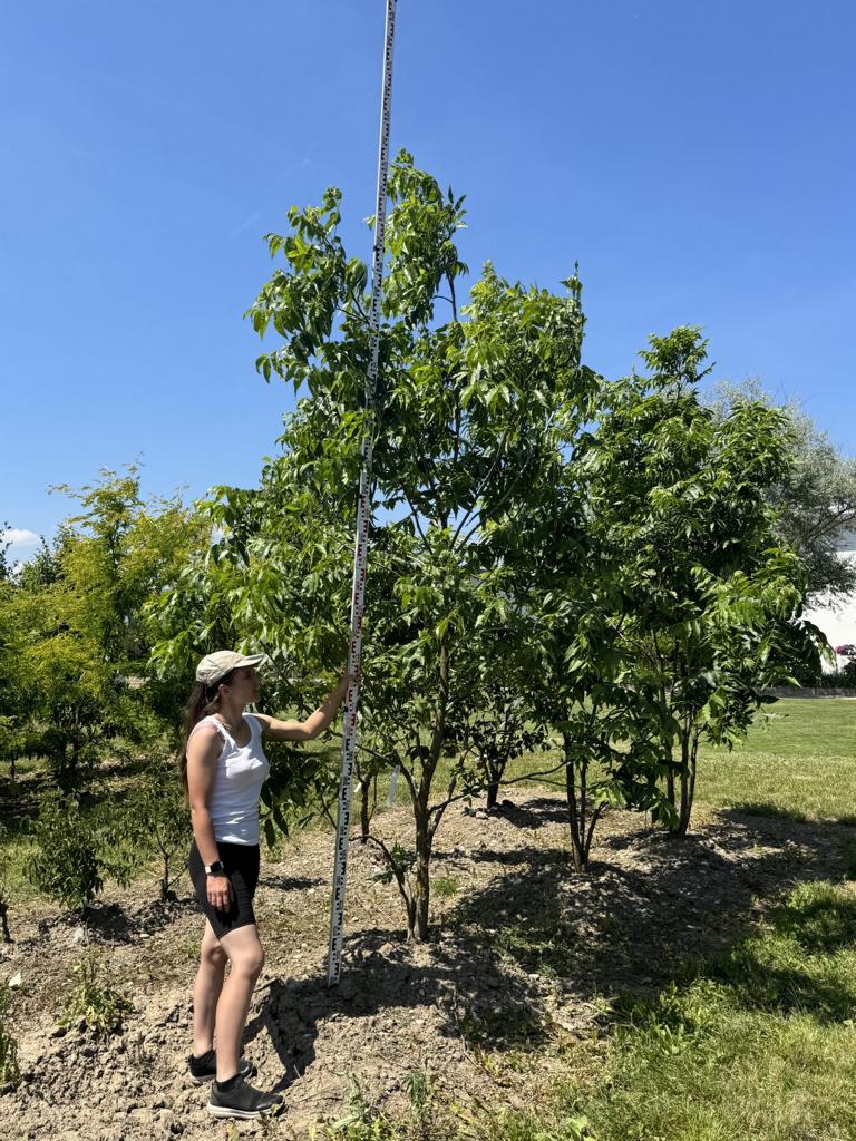 Carya illinoinensis