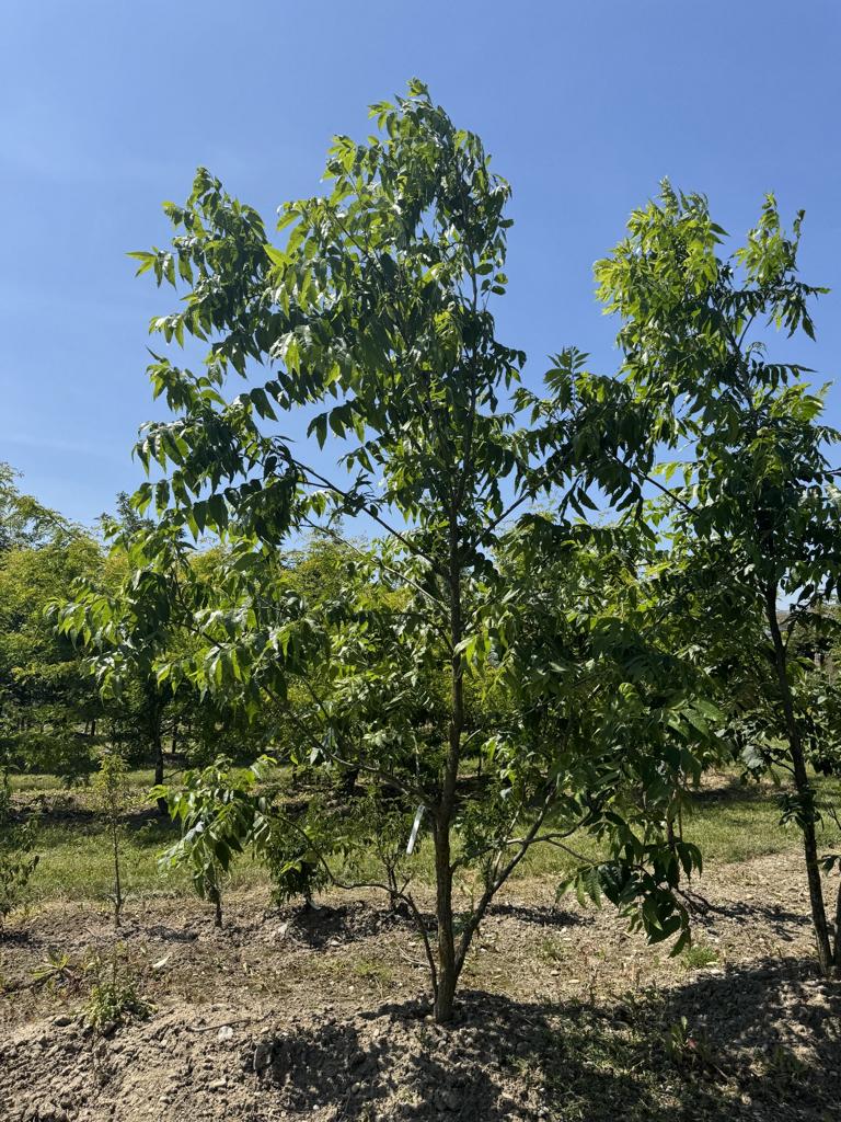 Carya illinoinensis