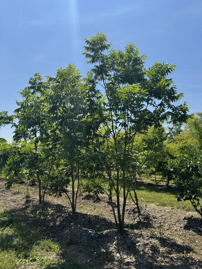 Carya illinoinensis