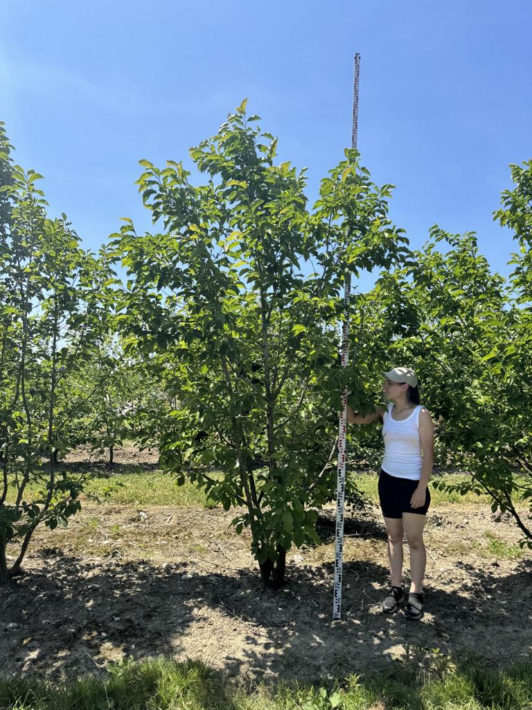 Magnolia kobus