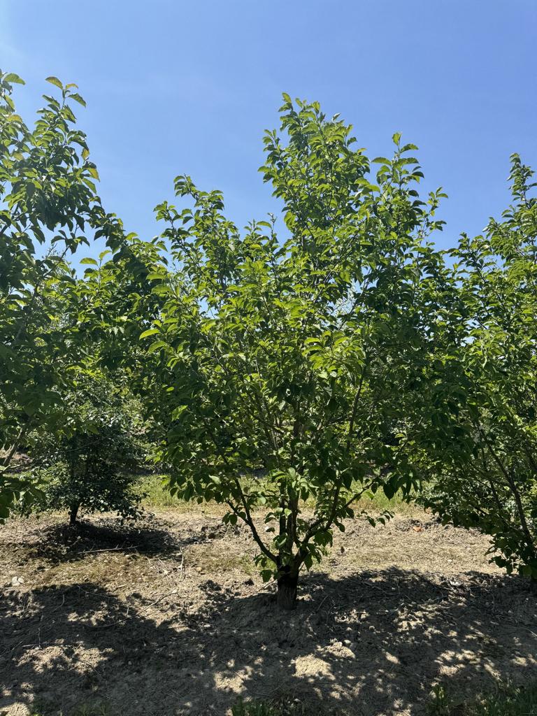 Magnolia kobus