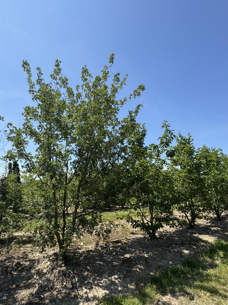 Acer monspessulanum