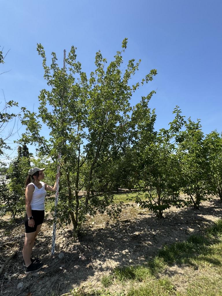 Acer monspessulanum