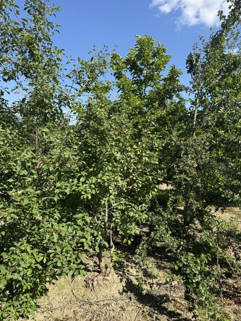 Frangula alnus