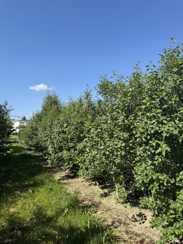 Frangula alnus
